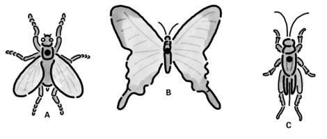 insect_panel